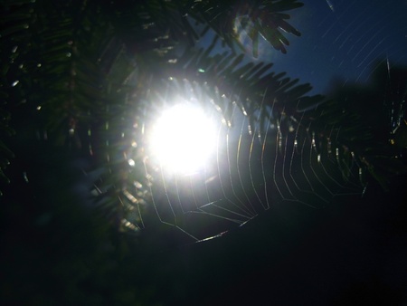 Sunrise and the net and the fir pinsの写真素材