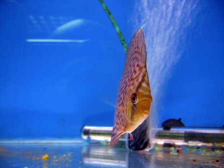 Tropical exotic fish