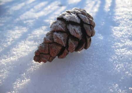 Pine cone laying on the white snowの写真素材