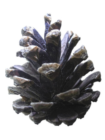 Pine cone isolated on the white background