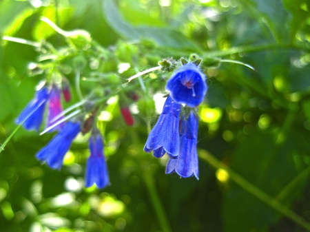 Blue flowers blooming in the meadow in summertimeの写真素材