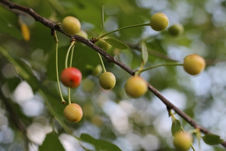 Red and green cherries on the branch of treeの写真素材