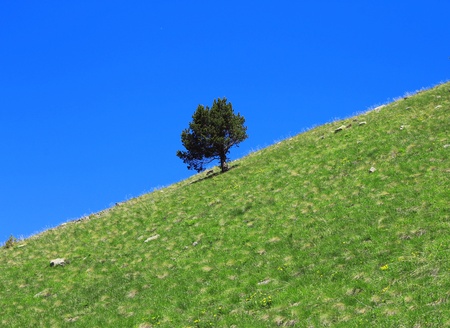 Lonely tree growing on the slope of the mountainの写真素材