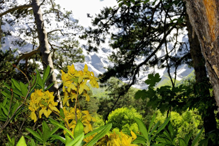 Azalea blooming in the summer caucasus forest