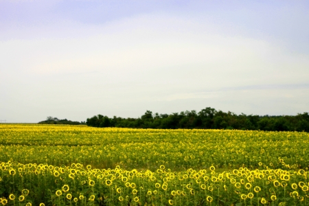 Wide field of sunflowers  The Summertime landsapeの写真素材