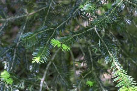 New green pins of the fir branch