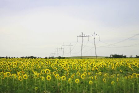 Wide field of sunflowers  The Summertime landsapeの写真素材