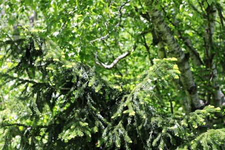 New green pins of the fir branchの写真素材