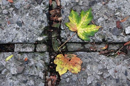 Fallen leaves on the ground  Auntumn comingの写真素材