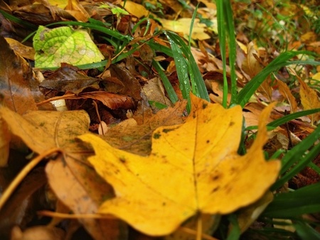 Yellow fallen leaf and green grass on the autumn forest groundの写真素材