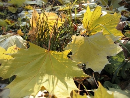 Yellow fallen leaf and green grass on the autumn forest groundの写真素材
