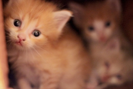 Cute newborn baby kittens sitting in the houseの写真素材