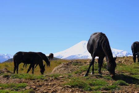 Horses on the summer autumn caucasus meadowの写真素材
