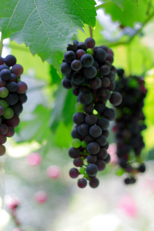A Black Grape Bunch ready for harvest