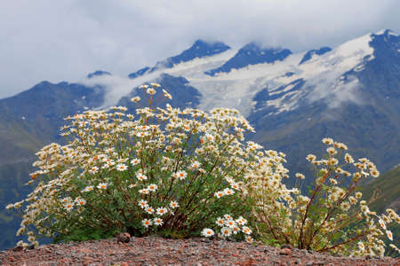Caucasus mountain landscape and bush of camomilesの写真素材
