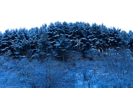 Trees covered with hoarfrost and snow in mountainsの写真素材