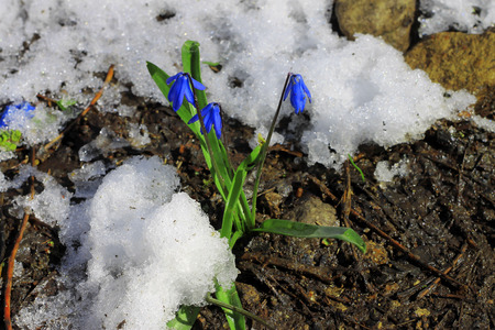 First Spring Flowers growing in the forestの写真素材