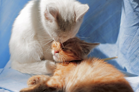 White cat licking head of red kittenの写真素材