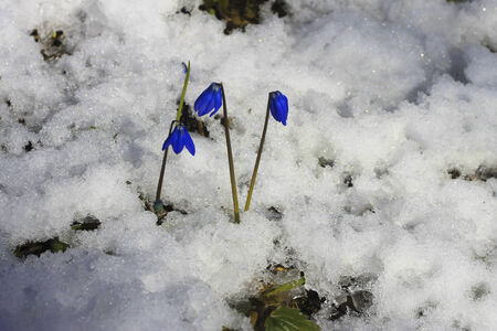 First Spring Flowers growing in the forestの写真素材