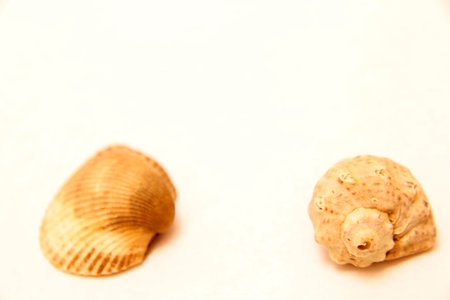 Sea shell pair isolated on the white background