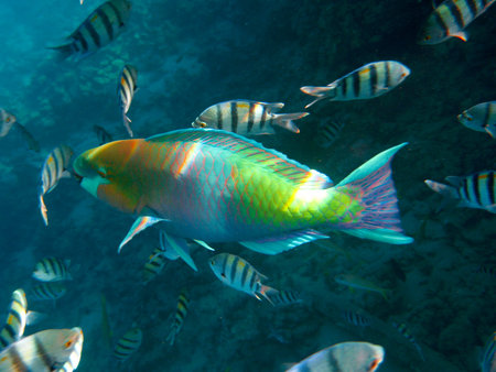 Tropical exotic fish underwater. The pseododax moluccanus