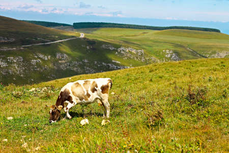 Lonely Cow On The Caucasus Mountain Grasslandの写真素材