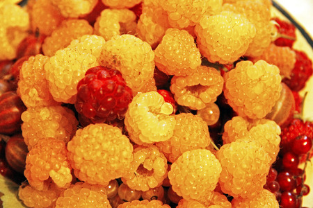 Raspberry background close up after a harvestの写真素材