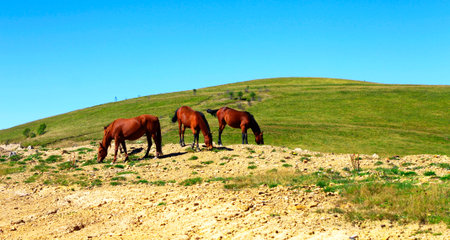 Horses On The Autumn Caucasus Meadowの写真素材