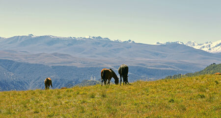 Horses On The Autumn Caucasus Meadowの写真素材