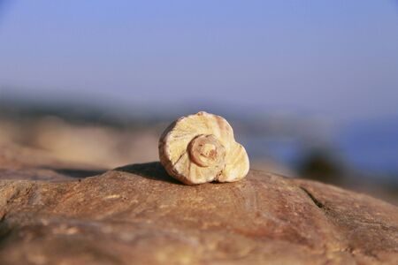 Sea shell laying on the stone near the seashoreの写真素材