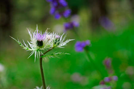 Blue Flower with a pins on the summer green meadowの写真素材