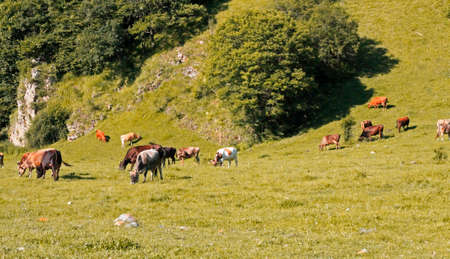 A Cow Standing On The Summer Meadowの写真素材