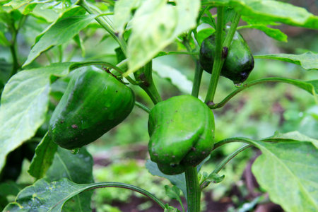 Green Sweet Pepper Growing On The Bedの写真素材