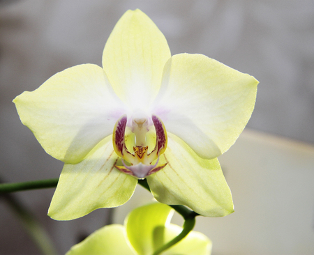 Blooming orhid flowers Phalaenopsis lemon colors blossomingの写真素材