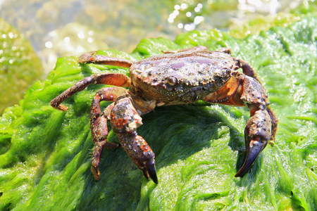 Crab on the stone on the sea shoreの写真素材