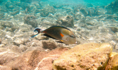 Tropical exotic fish acanthurus underwater in the water Red Sea