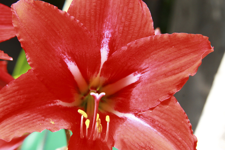 Blooming red amaryllis in the summer gardenの写真素材