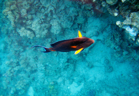 Tropical exotic fish acanthurus underwater in the water Red Sea