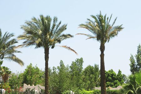 Palm trees on the streets of tropical resort of Egyptの写真素材