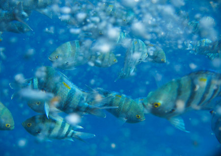 Tropical exotic fish abudefduf sexfaciatus moving over the reef underwater of Red sea