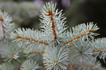 Blue spruce tree branch background in horisontal position