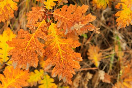 Red and yellow oak autumn leaves on the branch of oak tree in the forest