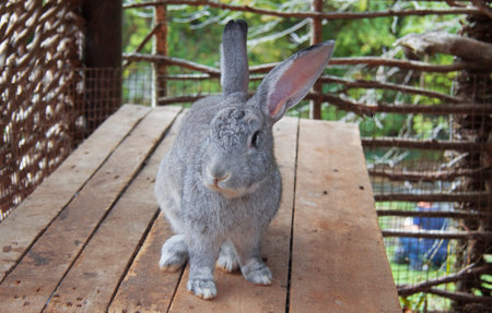 Cute grey rabbit sitting on the wooden table outdoors