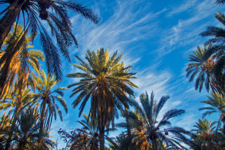 Date palm tree with date fruits against blue sky with white clouds in oasis