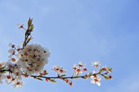 White flowers blooming on the branch of wild fruit tree closeup against blue skyの写真素材