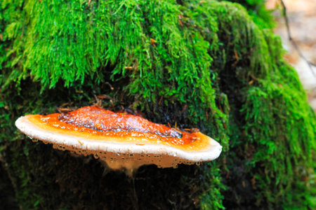 Wet mushroom growing on the trunk of tree in the forest ater rain with raindrops