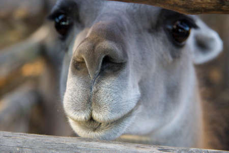 Guanaco kind of lamas of the camelid family in the zooの写真素材
