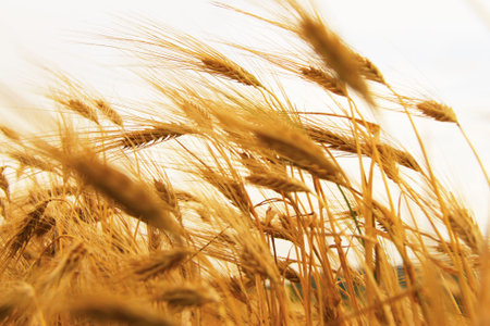 Golden Ears On The Summer Field Before Harvest closeup
