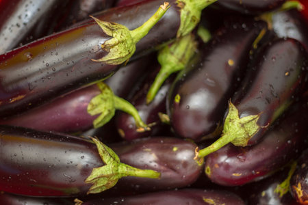 A harvest of fresh black eggplant with stems and water drops closeup, healthy food