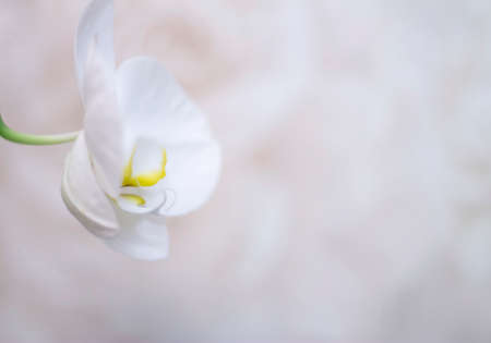 Blooming orhid flowers Phalaenopsis white colors blossoming close upの写真素材